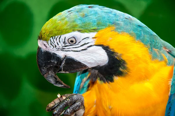 蓝色和黄色的金刚鹦鹉或 ara ararauna — 图库照片