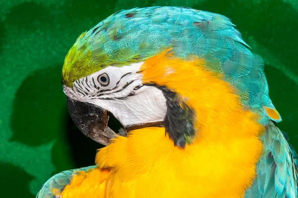 Arara azul e amarela ou Ara ararauna — Fotografia de Stock