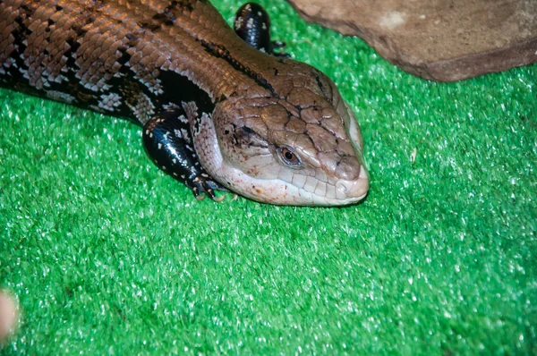 Tiliqua scincoides ou skink Língua azul — Fotografia de Stock