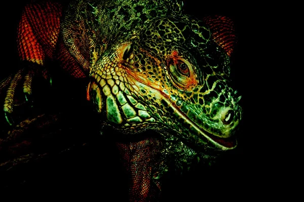 Kırmızı iguana, — Stok fotoğraf