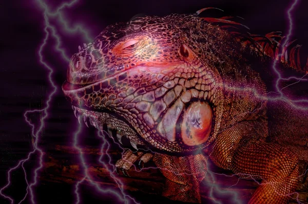 Iguana rossa , — Foto Stock