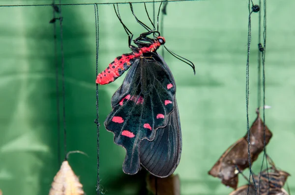 Verwandlung der Chrysalis in ein Schmetterling-Segelboot — Stockfoto