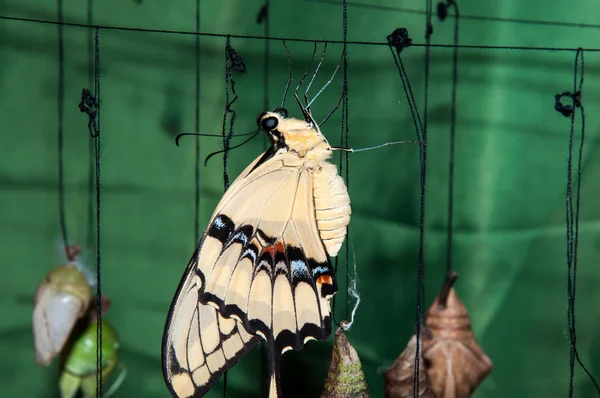 Transformação da crisálida em veleiro borboleta — Fotografia de Stock