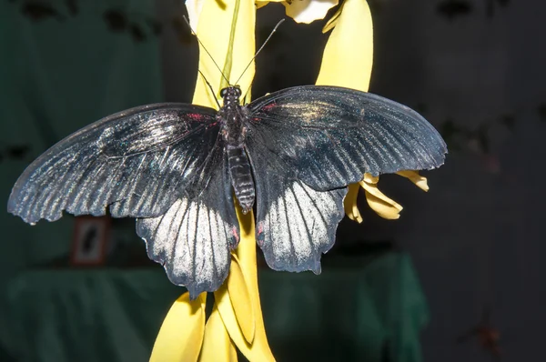 Mariposa púrpura rosa o pachliopta kotzebuea — Foto de Stock