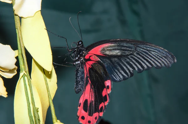 Mariposa púrpura rosa o pachliopta kotzebuea —  Fotos de Stock