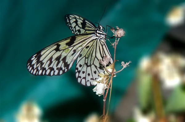 Serpientes de papel de mariposa o Idea leuconoe —  Fotos de Stock