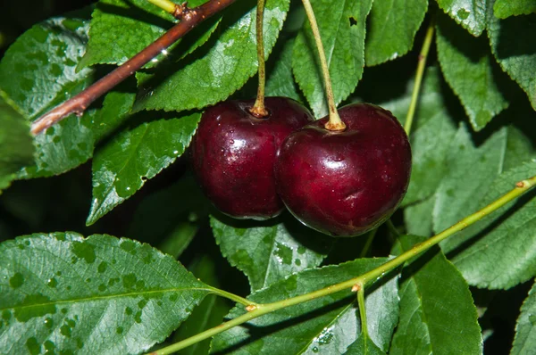 Tatlı kiraz veya Prunus avium meyvesi — Stok fotoğraf