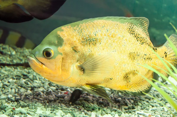 Astronotus ocellatus или Astronoutus Oscar — стоковое фото