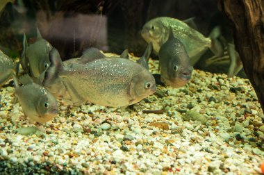 Piranha veya serrasalminae