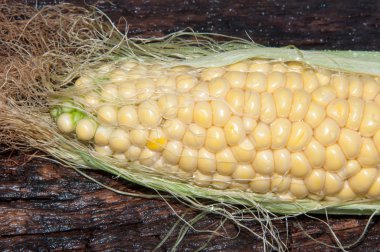 Ear of corn or Zea clipart