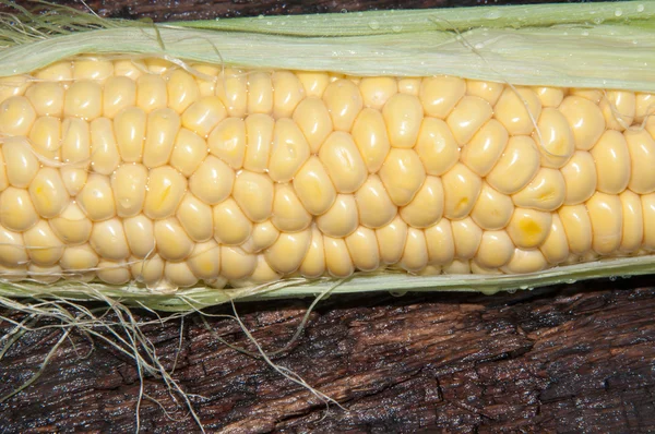 Ear of corn or Zea — Stock Photo, Image