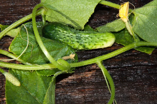 Verde pepino —  Fotos de Stock