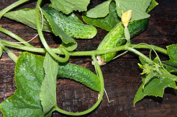 Cucumber Green — Stock Photo, Image