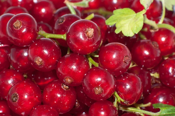 Red currant — Stock Photo, Image