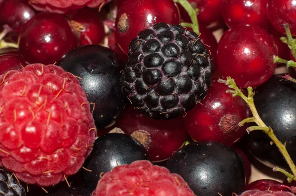 Sortierte Beeren — Stockfoto