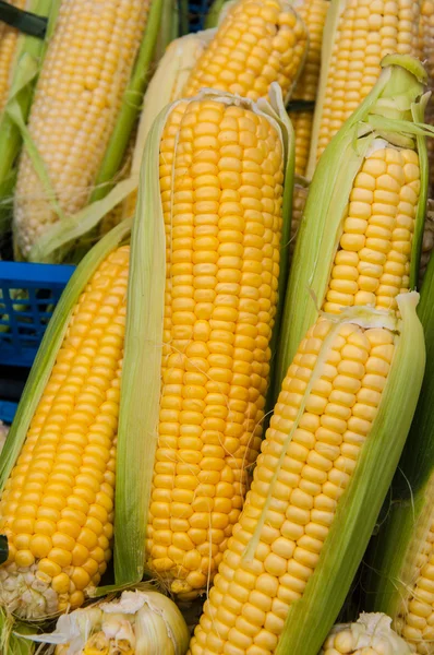Corn is on sale at the Bazaar — Stock Photo, Image