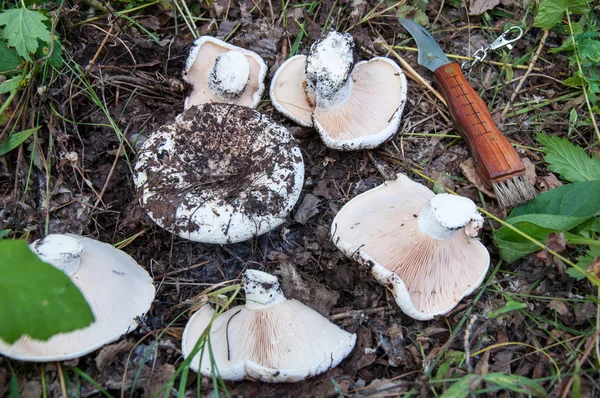 Lactario blanco en el bosque — Foto de Stock