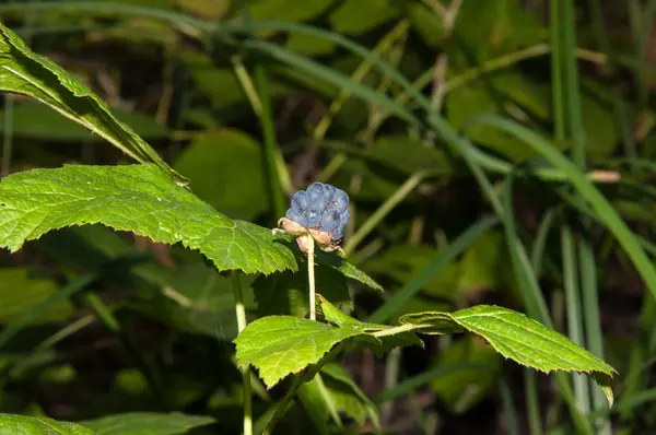 BlackBerry skog — Stockfoto