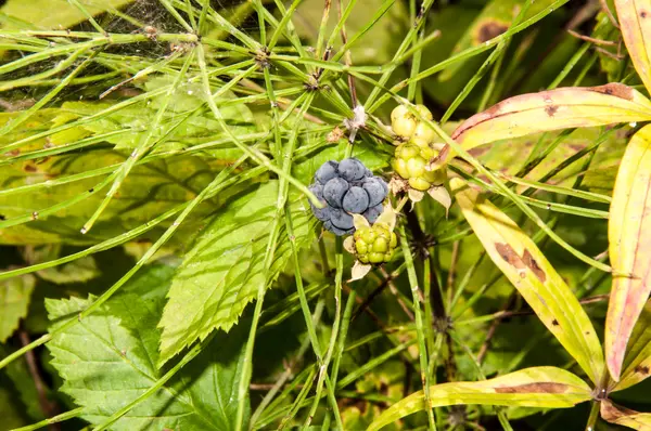 BlackBerry forest — Stock Photo, Image