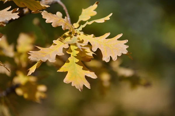 Eichenlaub Herbstlichen Stadtpark — Stockfoto