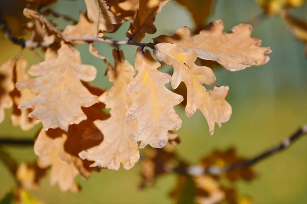 Eichenlaub Herbstlichen Stadtpark — Stockfoto