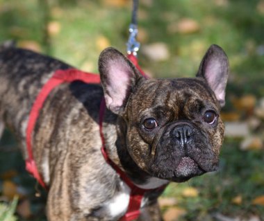  Bir sonbahar günü yürüyüşe çıkmış bir buldog. 
