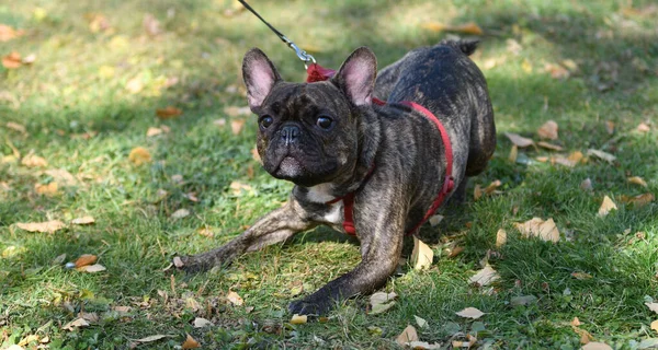 Σκύλος Φυλή Γαλλικό Μπουλντόγκ Μια Βόλτα Μια Ημέρα Του Φθινοπώρου — Φωτογραφία Αρχείου