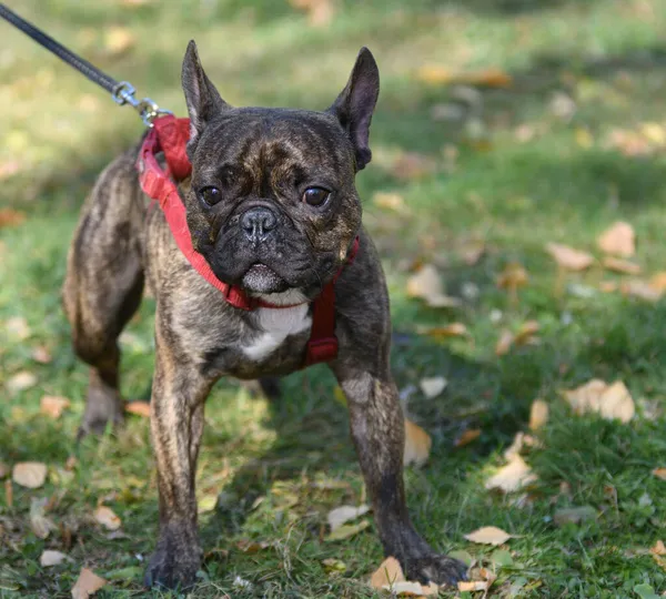 犬は秋の日に散歩中のフランスのブルドッグを繁殖させる — ストック写真