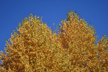 Sonbahar şehir parkında sarı huş yaprakları 