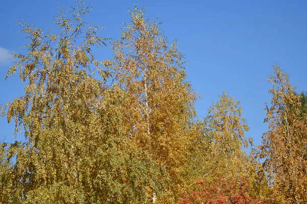 Žluté Břízové Listy Podzimním Městském Parku — Stock fotografie