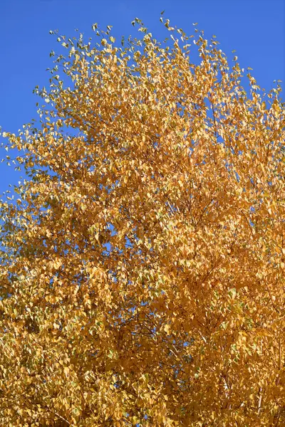 Foglie Betulla Gialla Nel Parco Cittadino Autunnale — Foto Stock