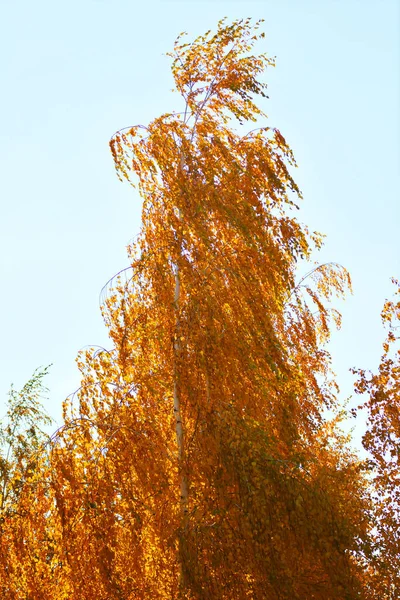 Gelbe Birkenblätter Stadtpark Herbst — Stockfoto