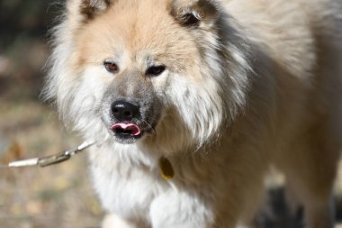 Uzun saçlı Akita Inu köpeği sonbahar parkında yürüyüşe çıkmış. 