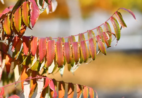 Listy Octa Latinsky Rhus Typhina Nebo Virginia Sumach Podzim — Stock fotografie
