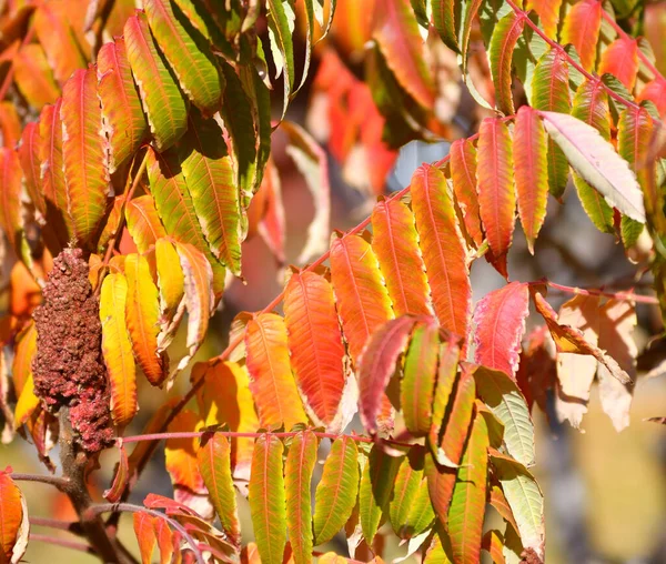 Bladeren Van Azijnboom Latijn Rhus Typhina Virginia Sumach Herfst — Stockfoto