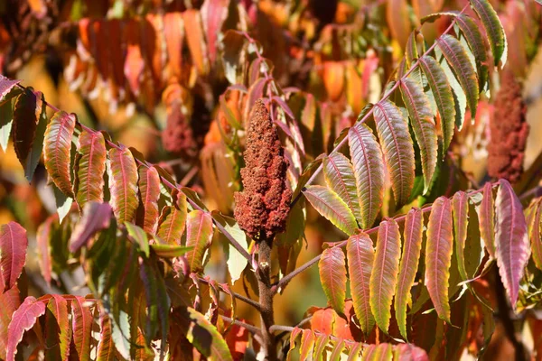 Sirke Ağacı Yaprakları Latince Rhus Typhina Veya Sonbaharda Virginia Sumach — Stok fotoğraf