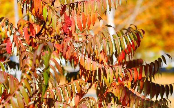 Listy Octa Latinsky Rhus Typhina Nebo Virginia Sumach Podzim — Stock fotografie
