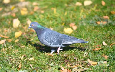 Turtledove ya da Stone Pigeon, sıradan bir güvercin. Columba Livia) bir sonbahar şehir parkında 
