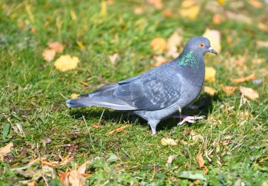 Turtledove ya da Stone Pigeon, sıradan bir güvercin. Columba Livia) bir sonbahar şehir parkında 