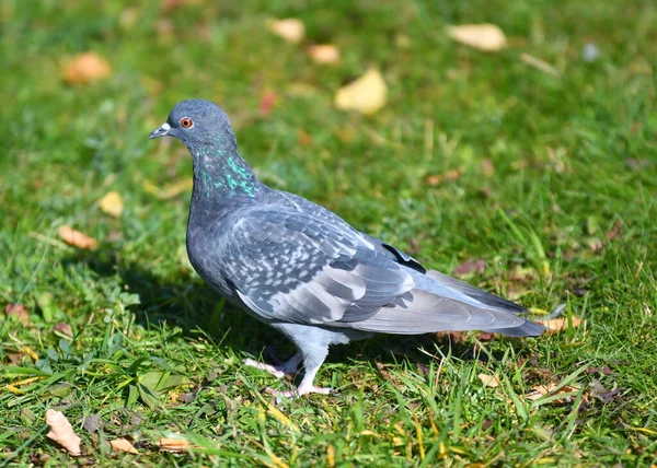 Turtledove Pombo Pedra Pombo Comum Latim Columba Livia Parque Cidade — Fotografia de Stock