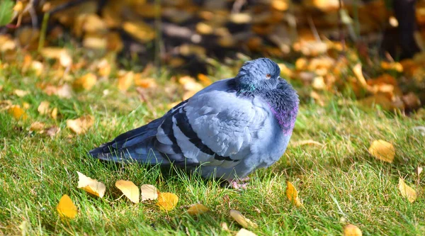 Tortora Piccione Pietra Piccione Ordinario Latino Columba Livia Parco Cittadino — Foto Stock