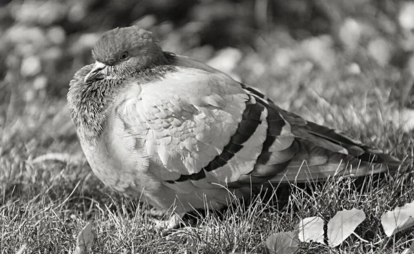 Tourterelle Pigeon Pierre Pigeon Ordinaire Latin Columba Livia Dans Parc — Photo