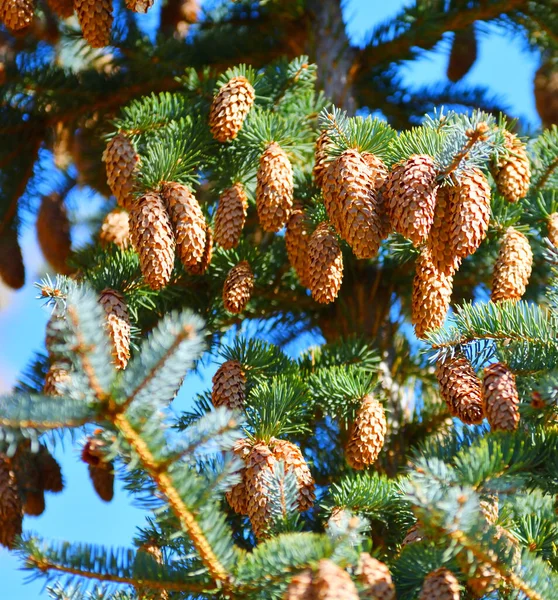 Conos Abeto Azul Abeto Espinoso Latín Picea Pungens — Foto de Stock