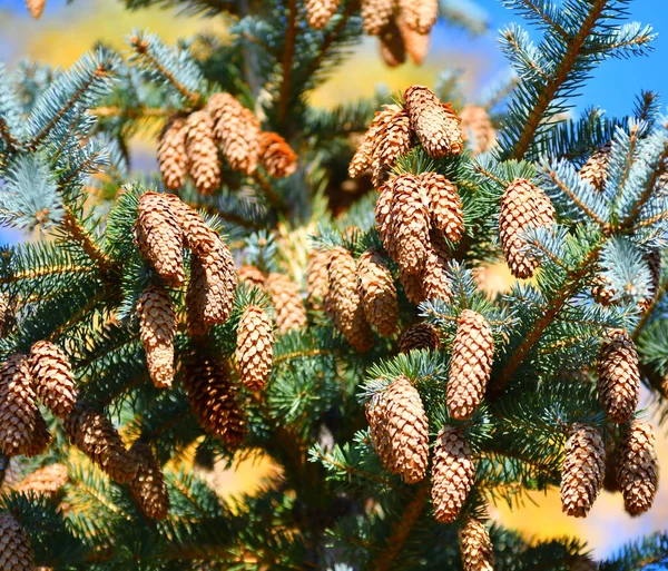 Szyszki Niebieskim Świerku Lub Kłującym Świerku Łacina Picea Pungens — Zdjęcie stockowe