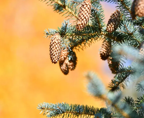 Cones Abeto Azul Abeto Espinhoso Latim Picea Pungens — Fotografia de Stock