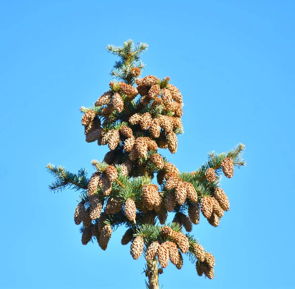 Cones Abeto Azul Abeto Espinhoso Latim Picea Pungens — Fotografia de Stock