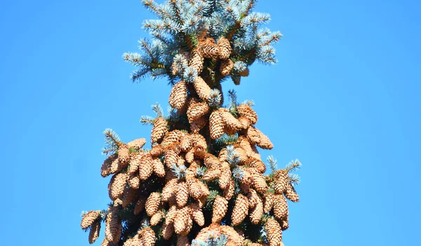 Koner Blå Gran Eller Taggig Gran Latin Picea Pungens — Stockfoto