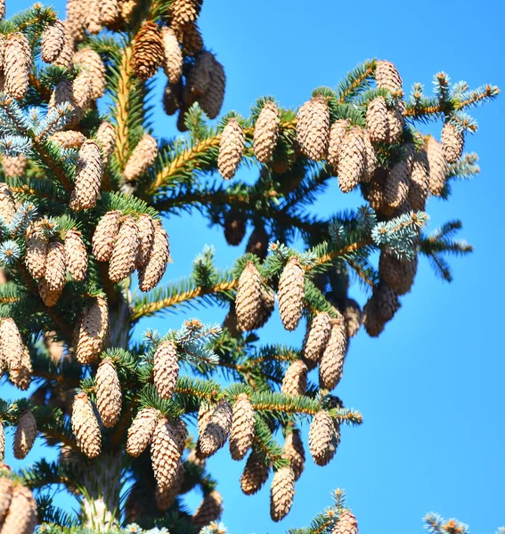 Szyszki Niebieskim Świerku Lub Kłującym Świerku Łacina Picea Pungens — Zdjęcie stockowe