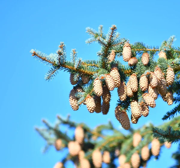 Cones Abeto Azul Abeto Espinhoso Latim Picea Pungens — Fotografia de Stock