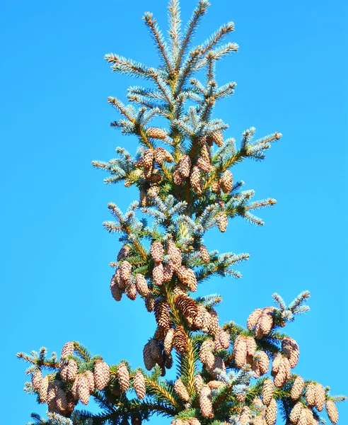 Koner Blå Gran Eller Taggig Gran Latin Picea Pungens — Stockfoto